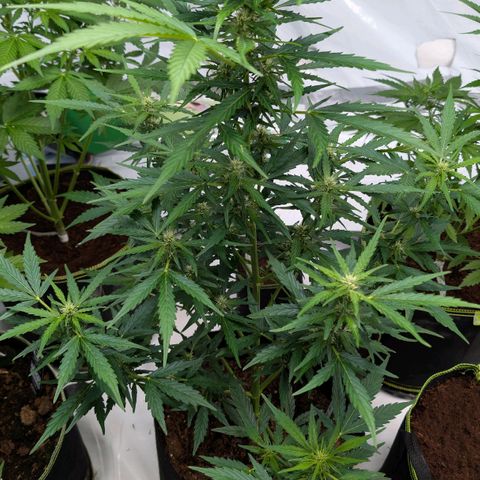 Gorilla Zkittlez Auto growlog timeline photo