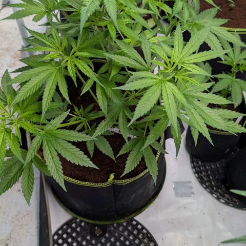 Nama's Threesome #3 growlog timeline photo