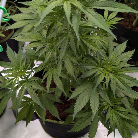 Nama's Threesome #2 growlog timeline photo