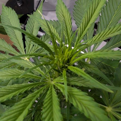 Nama's Threesome #1 growlog timeline photo