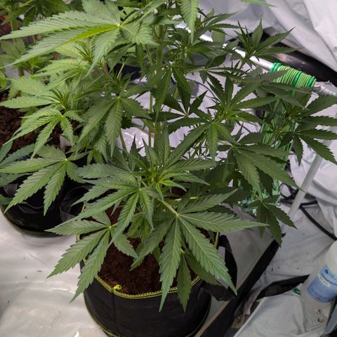 Nama's Threesome #1 growlog timeline photo