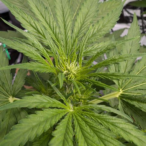 Blueberry Candiez growlog timeline photo