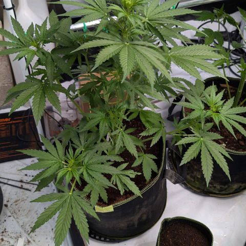 Blueberry Candiez growlog timeline photo