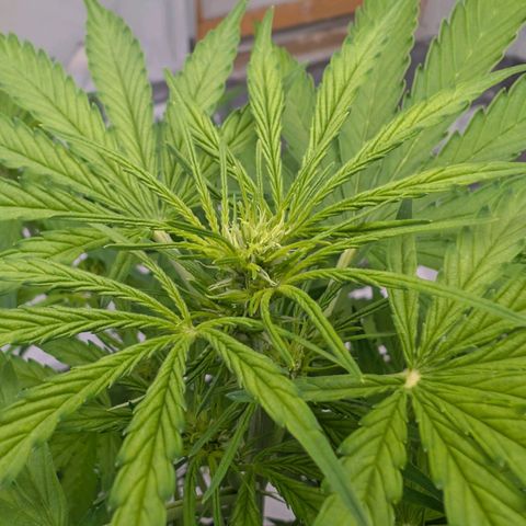 Mimosa Sunrise XXL Automatik  growlog timeline photo
