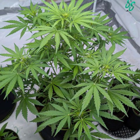 Mimosa Sunrise XXL Automatik  growlog timeline photo