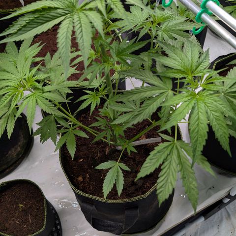 Citrus Fuel (Semi) Automatic growlog timeline photo