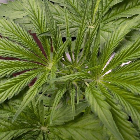 Citrus Fuel (Semi) Automatic growlog timeline photo