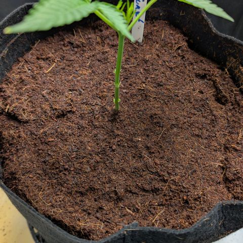 Blue Sunset  growlog timeline photo
