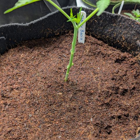 Cherry Bacio  growlog timeline photo