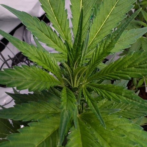Papaya Cookies Auto  growlog timeline photo