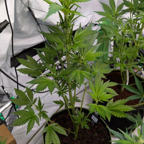 Papaya Cookies Auto  growlog timeline photo