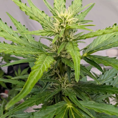Gorilla Zkittlez Auto growlog timeline photo