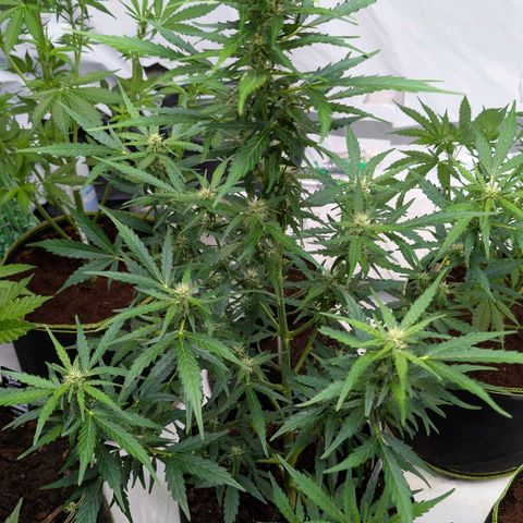Gorilla Zkittlez Auto growlog timeline photo