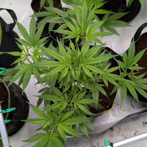 Nama's Threesome #3 growlog timeline photo