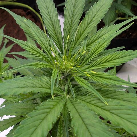 Nama's Threesome #2 growlog timeline photo