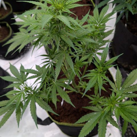 Nama's Threesome #2 growlog timeline photo