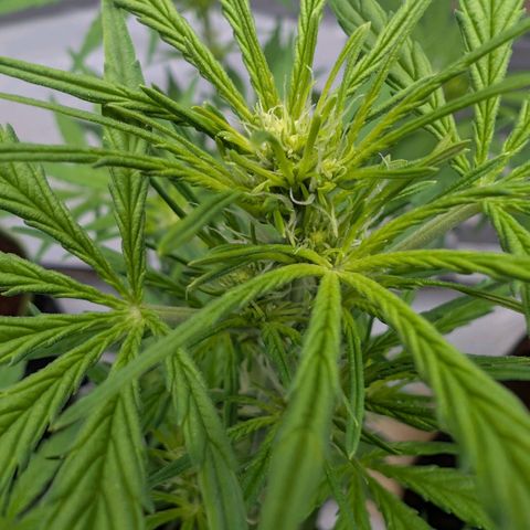 Mimosa Sunrise XXL Automatik  growlog timeline photo