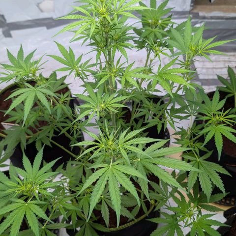 Mimosa Sunrise XXL Automatik  growlog timeline photo