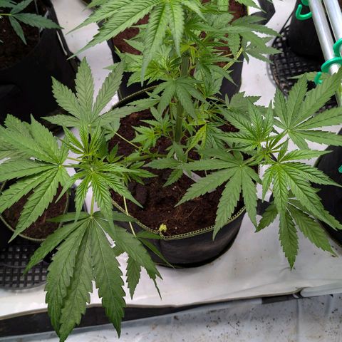 Citrus Fuel (Semi) Automatic growlog timeline photo