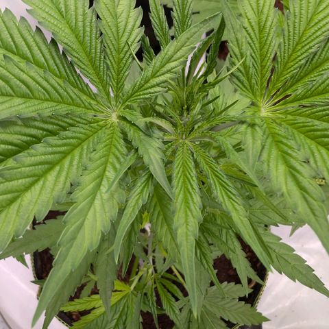 Citrus Fuel (Semi) Automatic growlog timeline photo