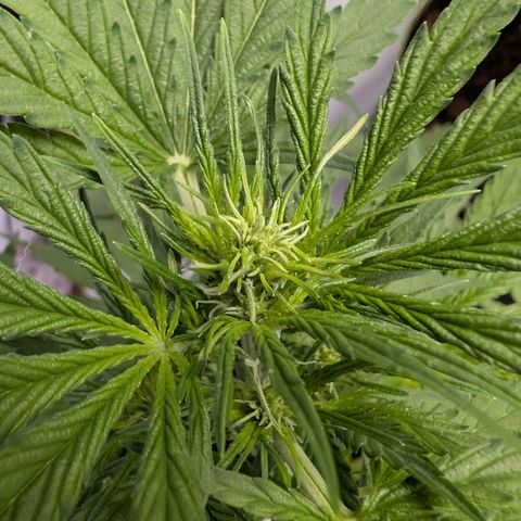 Blueberry Candiez growlog timeline photo