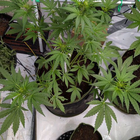 Blueberry Candiez growlog timeline photo