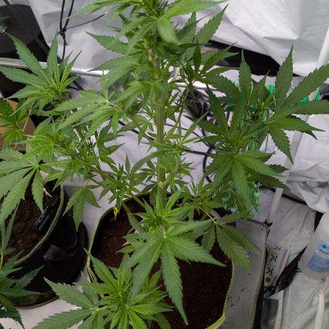 Nama's Threesome #1 growlog timeline photo