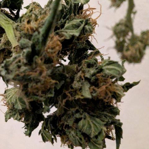 Kawumm Gorilla Glue #4 growlog timeline photo