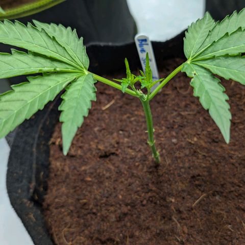 Blue Sunset  growlog timeline photo