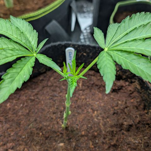 Cherry Bacio  growlog timeline photo