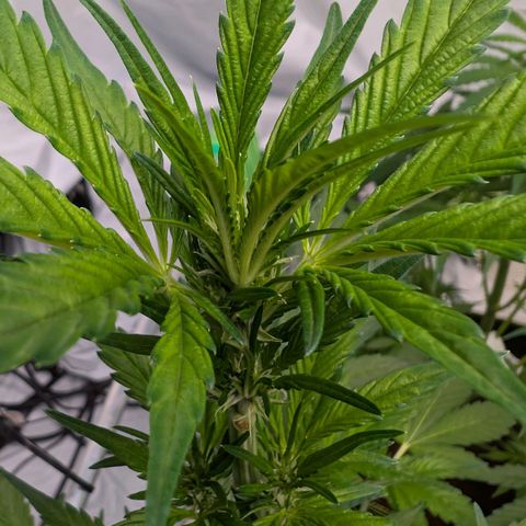 Papaya Cookies Auto  growlog timeline photo