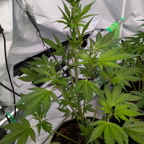 Papaya Cookies Auto  growlog timeline photo