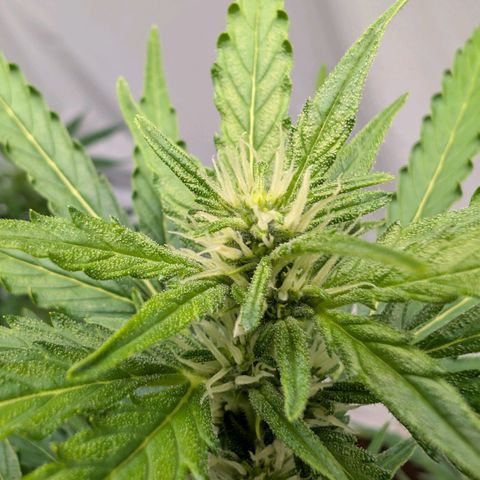 Gorilla Zkittlez Auto growlog timeline photo