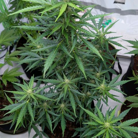 Gorilla Zkittlez Auto growlog timeline photo
