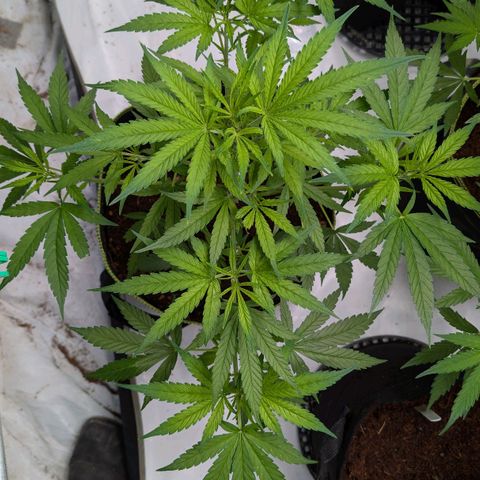Nama's Threesome #3 growlog timeline photo