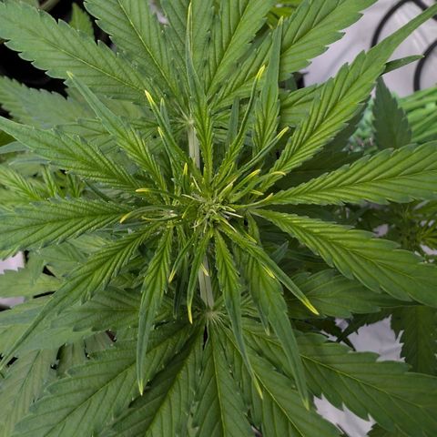 Nama's Threesome #2 growlog timeline photo