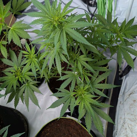 Nama's Threesome #2 growlog timeline photo
