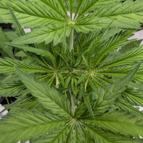 Citrus Fuel (Semi) Automatic growlog timeline photo