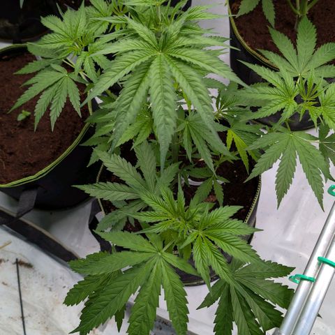 Citrus Fuel (Semi) Automatic growlog timeline photo