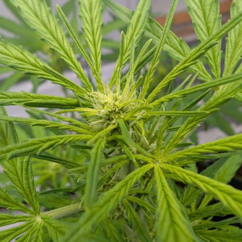 Mimosa Sunrise XXL Automatik  growlog timeline photo
