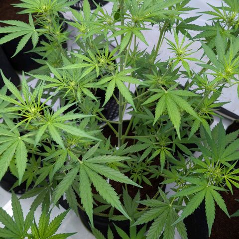 Mimosa Sunrise XXL Automatik  growlog timeline photo