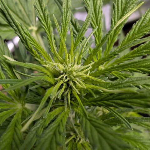 Blueberry Candiez growlog timeline photo