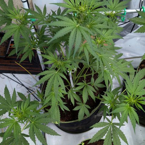 Blueberry Candiez growlog timeline photo