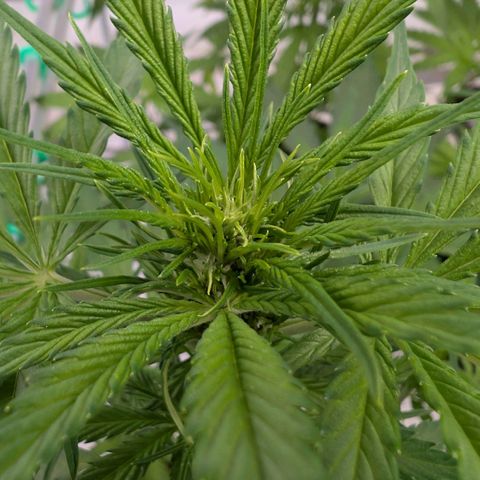 Nama's Threesome #1 growlog timeline photo