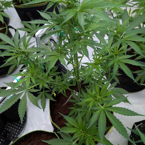 Nama's Threesome #1 growlog timeline photo