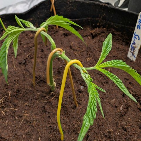 Blue Sunset  growlog timeline photo