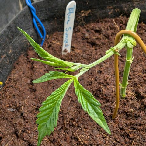 Blue Sunset  growlog timeline photo