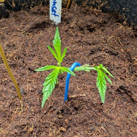 Blue Sunset  growlog timeline photo