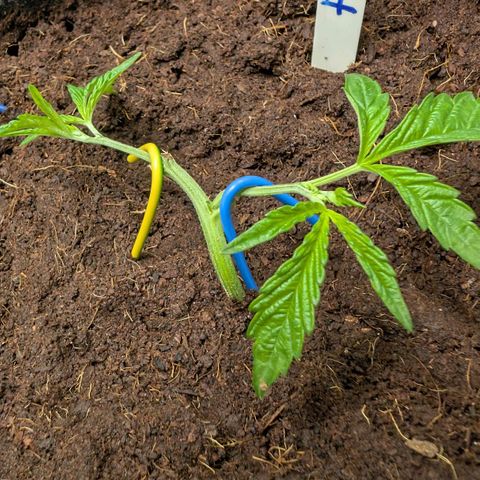 Blue Sunset  growlog timeline photo