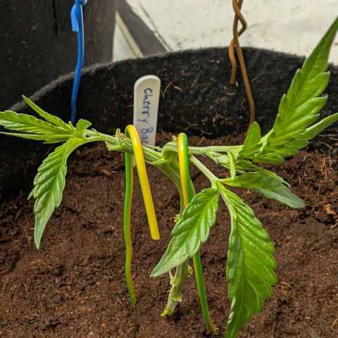 Cherry Bacio  growlog timeline photo